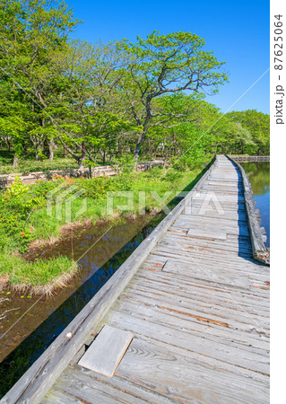 赤城公園　覚満淵　遊歩道　木道　初夏の風景　　　 87625064
