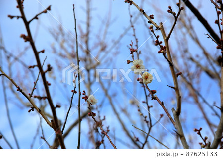 梅の花　揚羽の蝶 87625133