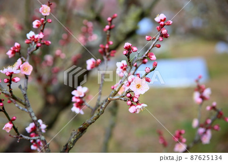梅の花　紅冬至 87625134