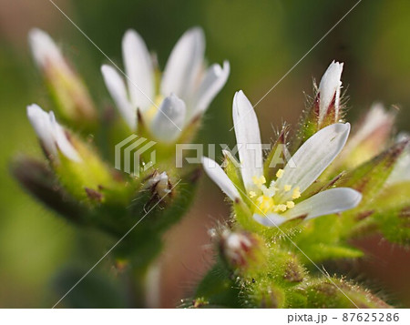 ウシハコベの花のアップ ウシハコベの花のアップ 87625286