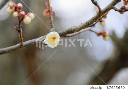 梅の花　虎の尾 87625670