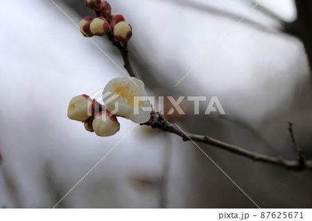 梅の花 虎の尾 梅の花 虎の尾 87625671