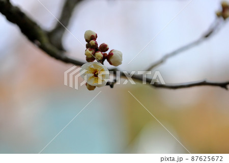 梅の花 虎の尾 梅の花 虎の尾 87625672