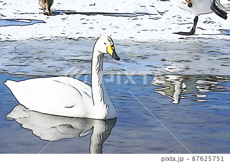パステル調　”オオハクチョウ　”野鳥””　イラストイメージ 87625751
