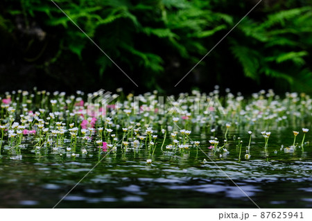 梅花藻 梅花藻 87625941