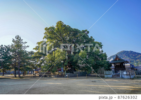 広大なお寺の境内で見たクスノキの巨木のある情景@香川 広大なお寺の境内で見たクスノキの巨木のある情景@香川 87626302