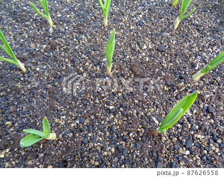 にんにく 苗 発芽 87626558