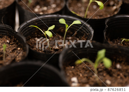 二葉まで成長した発芽させた半結球レタスの苗 二葉まで成長した発芽させた半結球レタスの苗 87626851