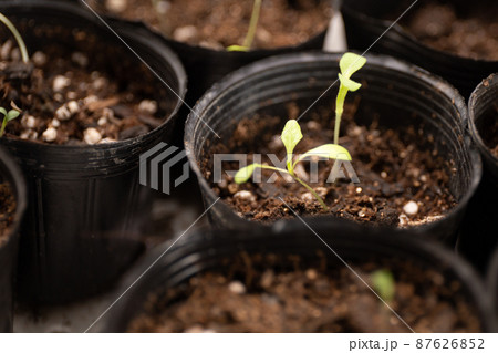 二葉まで成長した発芽させた半結球レタスの苗 二葉まで成長した発芽させた半結球レタスの苗 87626852