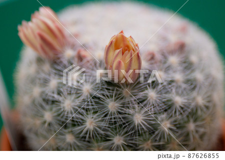 サボテン・満月の開花 サボテン・満月の開花 87626855