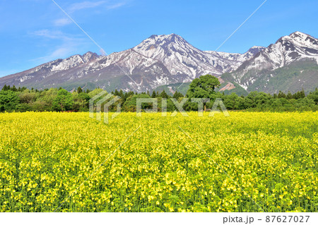 残雪の妙高山と満開の菜の花畑② 87627027