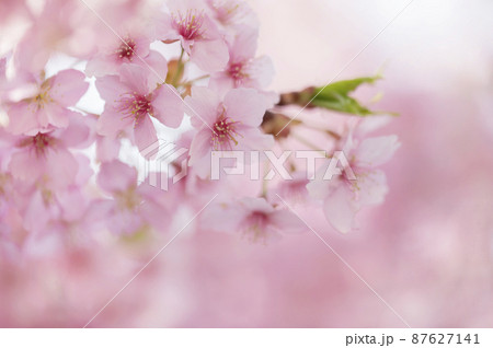 河津桜 満開 河津桜 満開 87627141