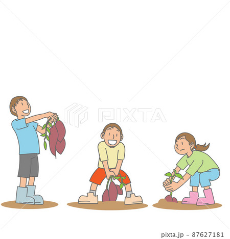 芋掘りをする子どもたち 芋掘りをする子どもたち 87627181