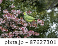 カンザクラの木にとまるワカケホンセイインコ（輪掛本青鸚哥）のオス 87627301