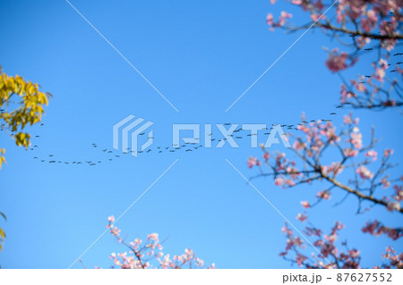 メジロと河津桜 メジロと河津桜 87627552