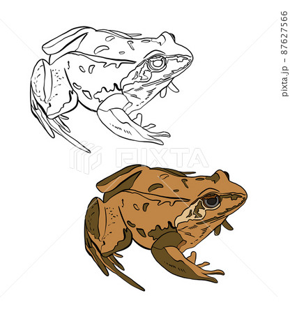 Illustration for a coloring book in color and black and white. Drawing of a frog on a white isolated Illustration for a coloring book in color and black and white. Drawing of a frog on a white isolated 87627566