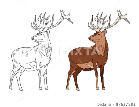 Coloring a deer in the forest - Deers Kids Coloring Pages
