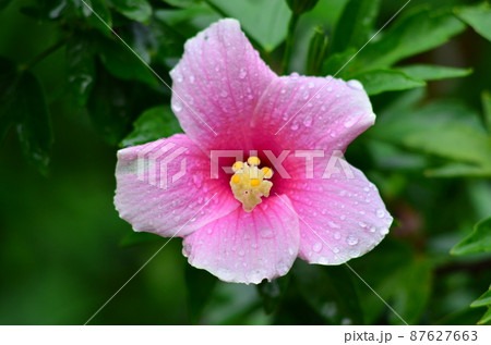 Flower 87627663