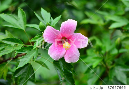 Flower 87627666