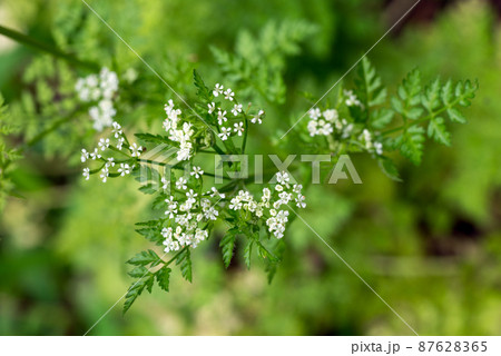 チャービルの花 87628365