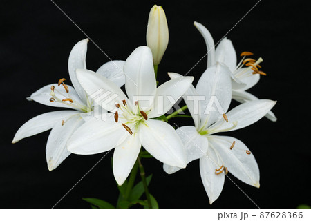 黒バックの白いスカシユリの花 87628366