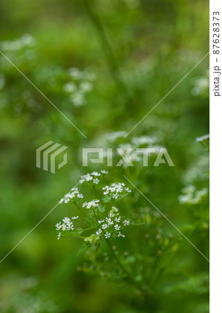 チャービルの花 87628373