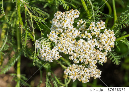 ヤローの花 87628375