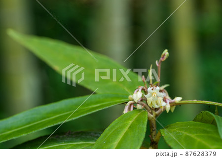カラタチバナの花 カラタチバナの花 87628379