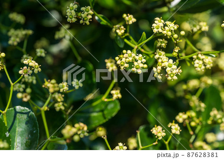 マサキの花の写真素材