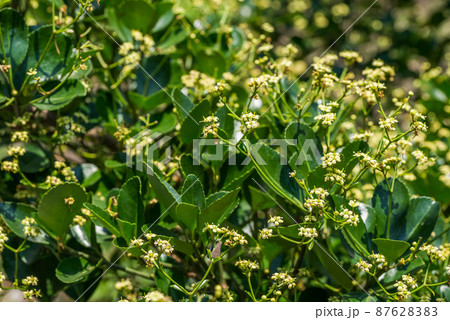 マサキの花 87628383