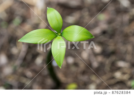 ナギの幼木 87628384