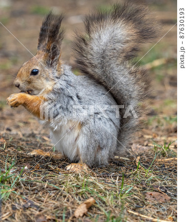 Squirrel in autumn or spring with nut on the green grass with fallen yellow leaves Squirrel in autumn or spring with nut on the green grass with fallen yellow leaves 87630193