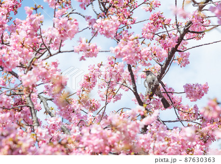 Sakura Kawazu (Tokyo: Saigoyama Park) - Stock Photo