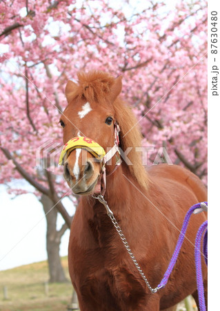 なぎさポニーランド 満開の河津桜とポニー なぎさポニーランド 満開の河津桜とポニー 87630480
