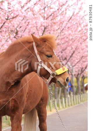 なぎさポニーランド 満開の河津桜とポニー なぎさポニーランド 満開の河津桜とポニー 87630481