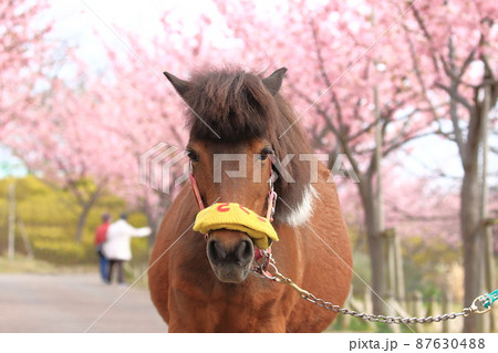 なぎさポニーランド　満開の河津桜とポニー 87630488