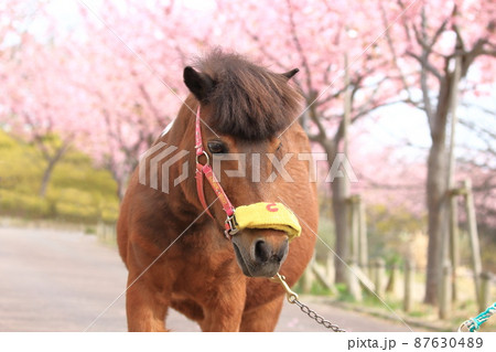 なぎさポニーランド 満開の河津桜とポニー なぎさポニーランド 満開の河津桜とポニー 87630489