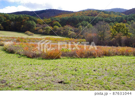 北広島町臥竜山麓八幡原公園の紅葉の景色 北広島町臥竜山麓八幡原公園の紅葉の景色 87631044