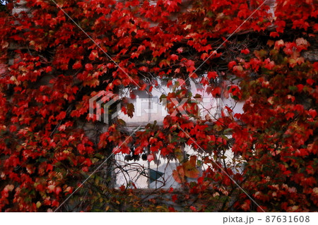 赤いつた紅葉に囲まれた古い窓 赤いつた紅葉に囲まれた古い窓 87631608