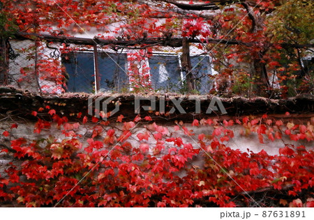 真っ赤な蔦紅葉に囲まれた窓 真っ赤な蔦紅葉に囲まれた窓 87631891