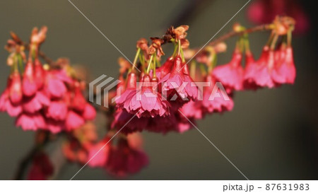 カンヒザクラ 87631983