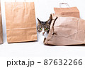 Cat sitting in a paper, craft bag 87632266