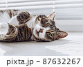 Tabby, a beautiful, cute cat with green eyes lies, relaxes, 87632267