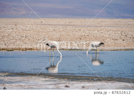 ラグナ・チャクサ公園のアンデスフラミンゴ 87632612