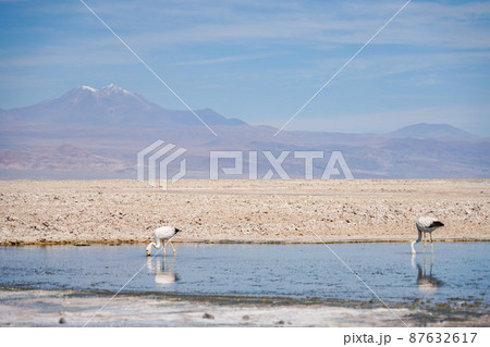 ラグナ・チャクサ公園のアンデスフラミンゴ ラグナ・チャクサ公園のアンデスフラミンゴ 87632617