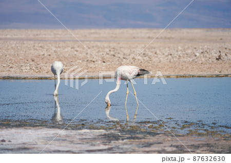 ラグナ・チャクサ公園のアンデスフラミンゴ 87632630