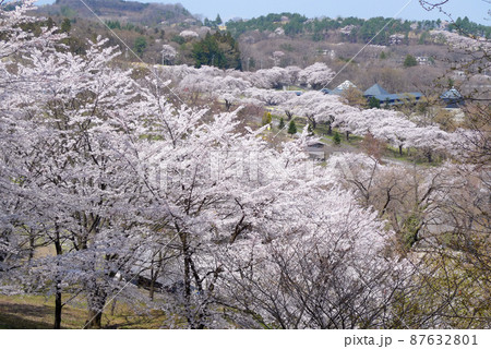 伊香保グリーン牧場みはらしの丘よりの満開の桜花。奥のほうに併設の原美術館ARCも見えます。 伊香保グリーン牧場みはらしの丘よりの満開の桜花。奥のほうに併設の原美術館ARCも見えます。 87632801
