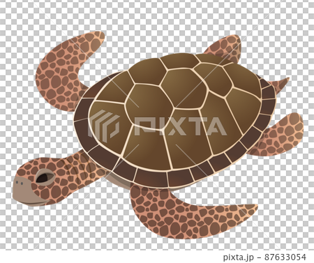 Vector illustration of swimming sea turtles 87633054