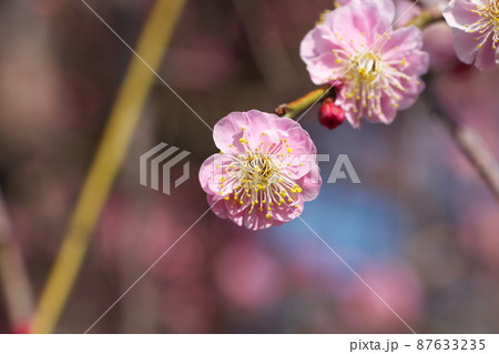 シダレウメの桃色花【別名ニオイグサ】 シダレウメの桃色花【別名ニオイグサ】 87633235