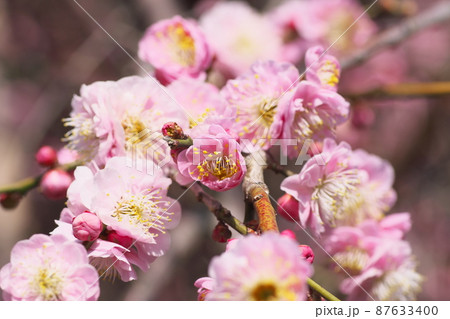 シダレウメの桃色花【別名ニオイグサ】 シダレウメの桃色花【別名ニオイグサ】 87633400